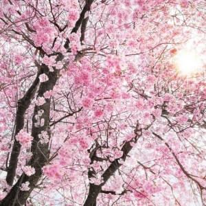 papel tapiz playa cancun