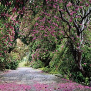papel tapiz playa cancun