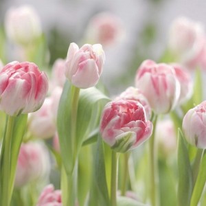 papel tapiz playa cancun